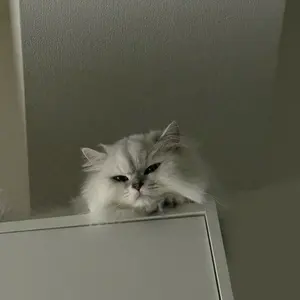 非売品 国スポ 東京 国体 ウィンドブレーカー チーム東京 陸上TOKYO