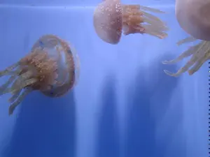 CHAGE&ASKA 非売品CD プロモ盤 2点 C-46 パラシュートの部屋で