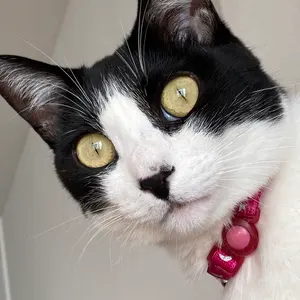 マキタ CL1:08FDモデルステック型クリーナーコードレス 中古品 取説付