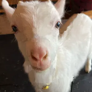 現品 ミツバツツジ 極上 3.5mほど 山採り 特価今月中だけ - メルカリ