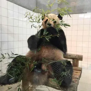 4時ですよーだ ペンケース ダウンタウン - メルカリ
