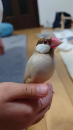 あおい　日本蜜蜂　コムハニー　2kg あおい様専用 日本蜜蜂 コムハニー 2kg - メルカリ