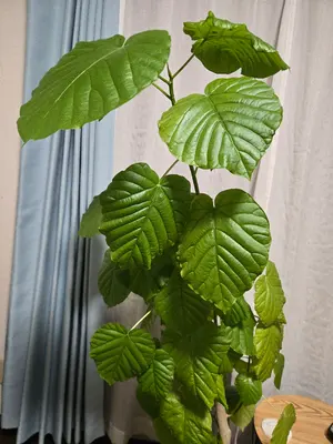 Uru シングル14枚セット【初回・期間限定盤あり】1st〜14th まとめ売り