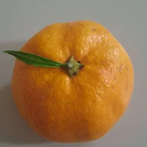 みかん様】ハンドメイドオーダー製作用パネル生地 - メルカリ