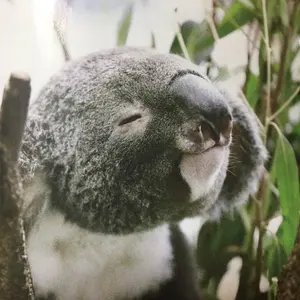 りんご飴(即購入可⭐︎)