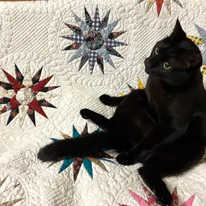 merlot Aライン丸襟コート MERLOT（メルロー）の「Aライン丸襟コート（ステンカラーコート