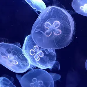 mamekurogouchi 縄文パターンニット ネイビー サイズ2 mamekurogouchi 縄文パターンニット ネイビー サイズ2 - メルカリ