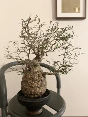 コレクション株 オペルクリカリア パキプス 作家鉢 姫野翔太さん