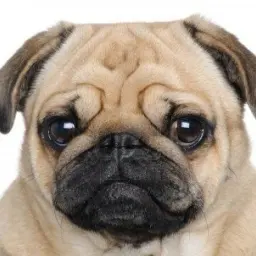 パグ