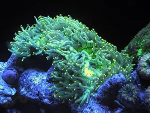 寒グレ様専用 エーハイム 水陸両用ポンプ1262 60Hz - メルカリ