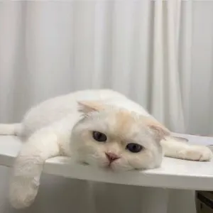 ami