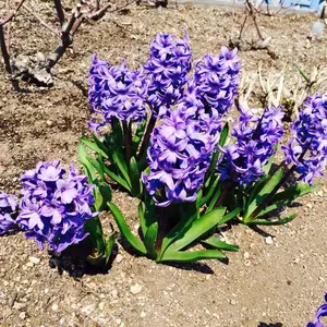 ゆうさん専用 ダッフィ、ステラルー ベッドカバー - メルカリ