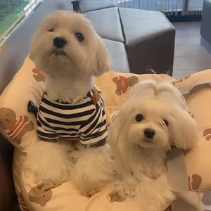 ♯Hzi26CT　ベビーココBabyCocoプラプラボールチェーン全5種 ♯Hzi26CT ベビーココBabyCocoプラプラボールチェーン全5種