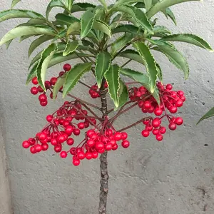 名器‼️フォーティーンDT112 ドライバー 10.5度、最終値下げ！ - メルカリ