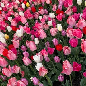 第五人格 楽天コレクション ハンカチ 庭師 - メルカリ