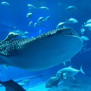 ☆YOUさま専用【XXS】APC デニムジャケット - メルカリ