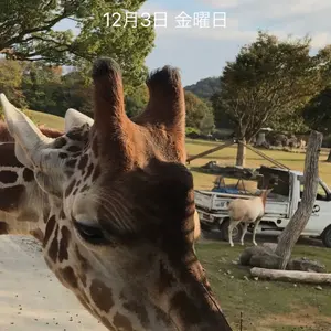 きりん@値下げ交渉◎