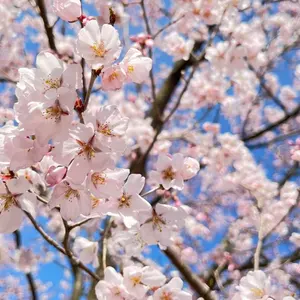 Azavana 詩結さん痣花衣装チェキ Azavana 詩結さん痣花衣装チェキ - メルカリ