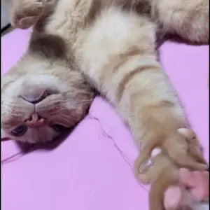 YOWU SPHYNX リケーブル可能イヤホン - メルカリ