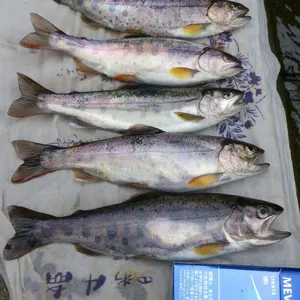 獅子系万年青 71201③ (鉢ごと発送) - メルカリ