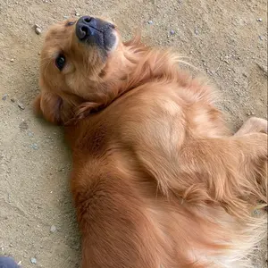 ゆうじゅ｜即日発送