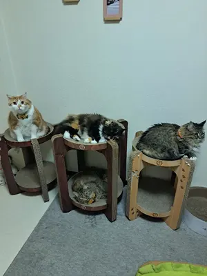 ベビーピンク(フラワー)、ジューンブライドスタイ、わんちゃん猫ちゃん 