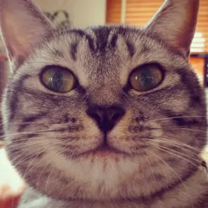 NOFX 東京限定 パッチ Patch PUNK SPRING パンスプ - メルカリ