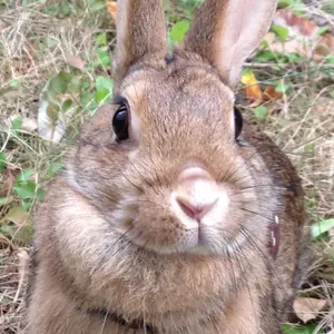 ライブダムカンパニー ブロマイド 2枚セット 吉岡茉祐 まゆしぃ - メルカリ