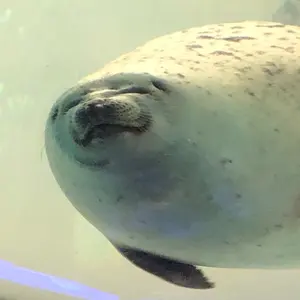 プラリネ@プロフ一読お願い致します様専用ページ - メルカリ