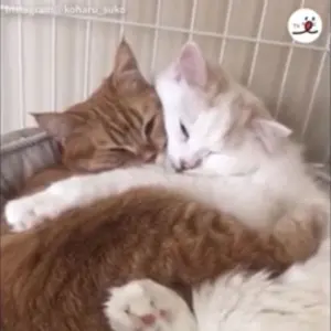 k*o様 紗栄子アリソンブラウン　水色 ボーダー フード付きニット k*o様 紗栄子アリソンブラウン 水色 ボーダー フード付きニット - メルカリ