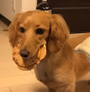 ローリングス ICON アイコン 85cm690g 一回使用ビヨンド - メルカリ