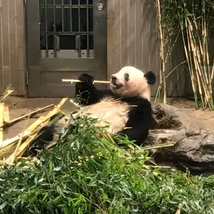 だパンダ