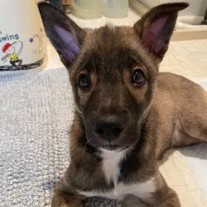 Petromax ペトロマックス HK500 ガラス クリアロゴ入り新品☆未使用