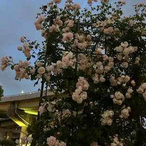 ハイキュー!! コレクション缶バッジ 球 ジャンフェス JF 西谷夕 木下