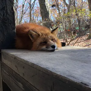 ロゴ入り版・Foil】□ボーダーレス□ 毒吐きディロフォサウルス - メルカリ