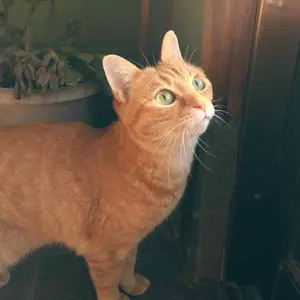 パーリーゲイツ PEARLY GATESインターシャ クルーネックニットSサイズ