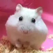☆しろハム☆