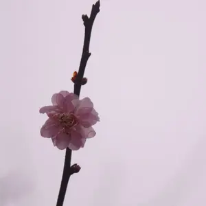 微笑み