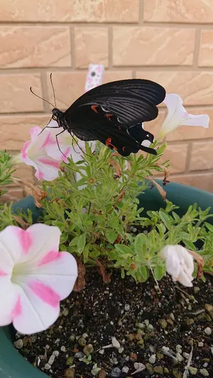 Rissy✡︎⋆꙳様 リクエスト 17点 まとめ商品 マリス様 リクエスト 2点 まとめ商品