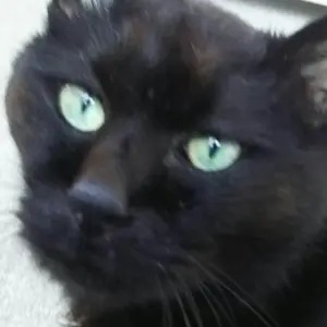 macoto
