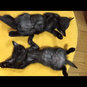 レア！デジーノ　オーバーレイ DLO-SJ63UL+RST2ｓ　新品　送料込み DESIGNO（デジーノ） レーベン オーバーレイ