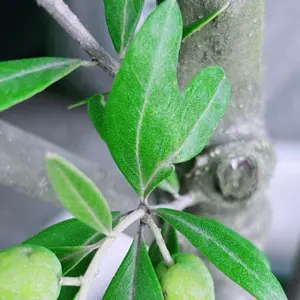 【新品未使用】Burberry 23年制 コイルローファー 騎士ロゴ 41 新品未使用】Burberry 23年制 コイルローファー 騎士ロゴ 41 - メルカリ