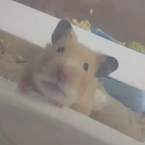 リリア☆プロフ確認してね(*´∀`)♪