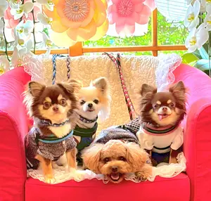 kuromitsu様専用 犬服 ハンドメイド - メルカリ