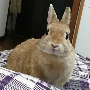 swarovski/スイレンL、カエルの王子様+メーカー不明/カタツムリ - メルカリ