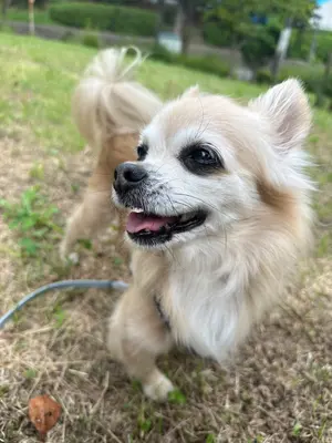 オーバースリーブGジャンルミネ限定アルページュストーリー