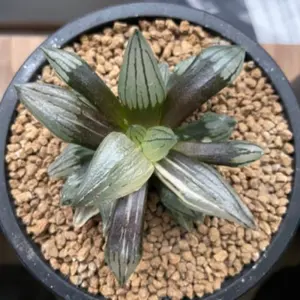 本日コメント限定値引き】エボリスピナ 陽炎 コレクション株② - メルカリ