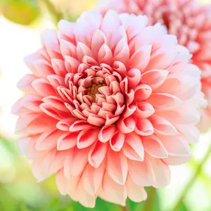 ATOMIC レッドスター GSレーシングモデル ジュニア用 159cm - メルカリ