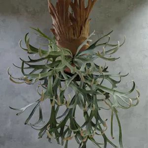 P. willinckii '月光爪哇' OC pup - メルカリ
