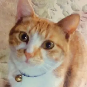 イチジク 穂木 選べるセット La・figue farm - メルカリ